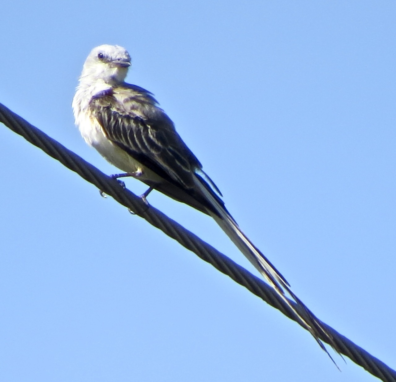 Scissor-Tailed Flycatcher–UNCUT, Hornsby Bend Bird Observatory, Austin, Texas, August 13, 2017