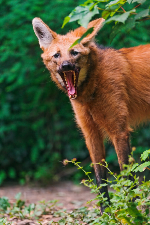 end0skeletal-undead:Maned Wolves byTambako The Jaguar