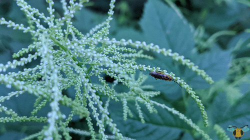 Locust Sawfly - Nematus tibialisWhile researching more into this curious specie of insect, I primari