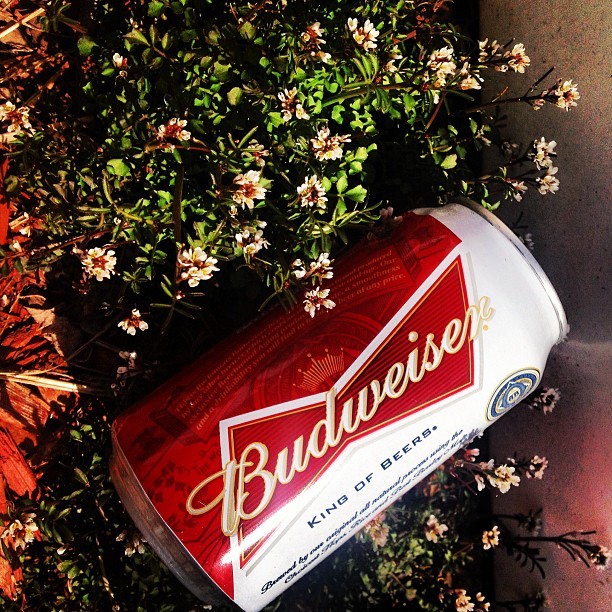 thegreyowl:  Just Another Sunny Day In Suburbia #Budweiser #beer #can #nature #plants