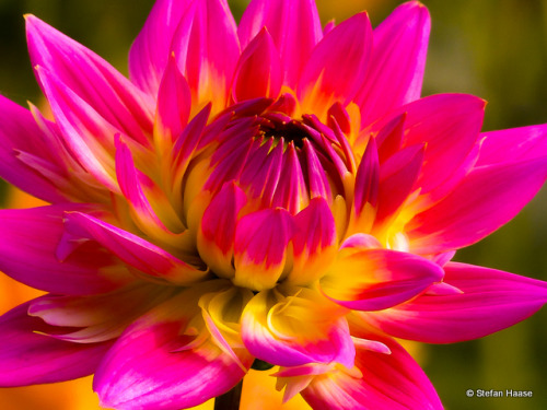 Shining Star (Dahlia)Copyright ©Stefan Haase All Rights Reserved 