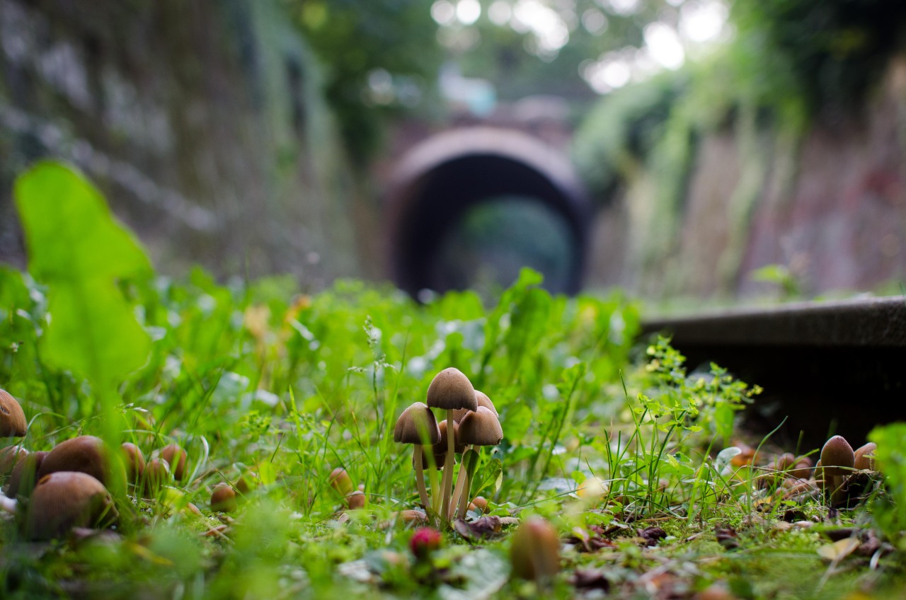 thibaudpoirier:  La Petite Ceinture, Parc Montsouris, Paris 