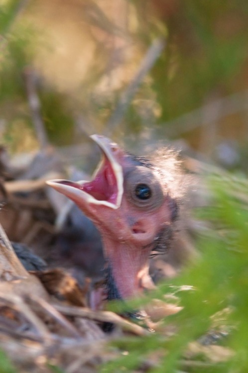 Baby cardinal