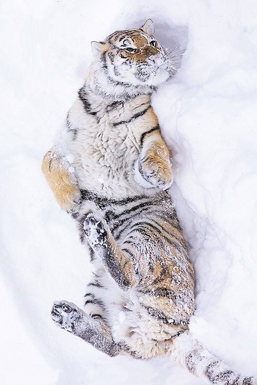wonderous-world:  Baking Class? by Eltasia