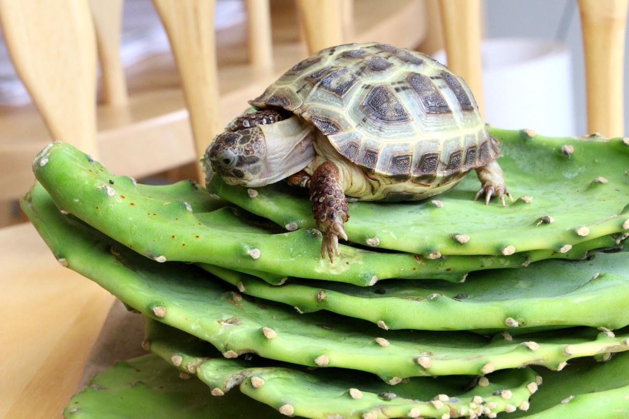 thefingerfuckingfemalefury:  ayellowbirds:  thewhimsyturtle:  Mommy found a new food