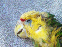 avianawareness:  BLEACHING AND PAINTING OF PARROTS This brings me to tears. All because of greedy bastards and an uninformed bunch of consumers.    These parrots are seen in clandestine bird markets all over South and Central America. Many of the birds