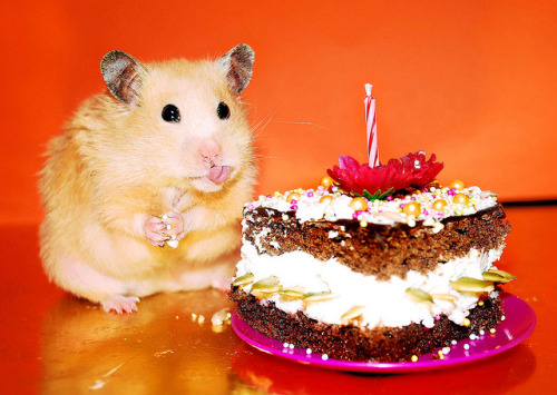 cuteness-daily:  So I decided to look up “happy birthday hamsters” and now I regret nothing. 