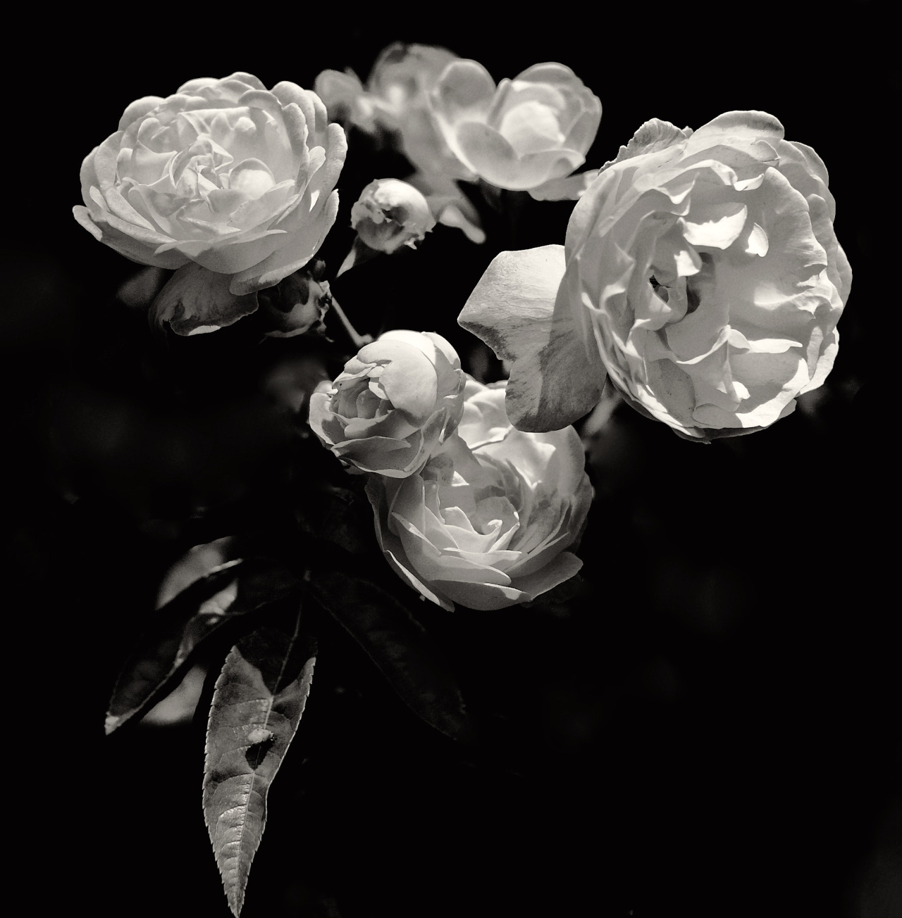 <p><b>Sometimes even flowers are fun to do in monochrome.</b></p>