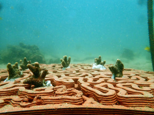 3D-printed clay tiles designed to restore coral reefsArchitects and marine scientists at the Univers