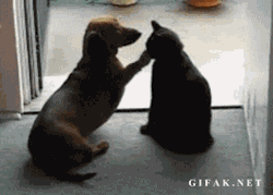georgetakei:  When someone’s trying to comfort you but you don’t need that right now.Source: Awwww Pets