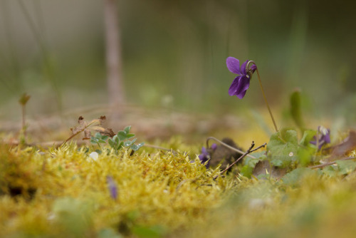 Printemps by Gael.N