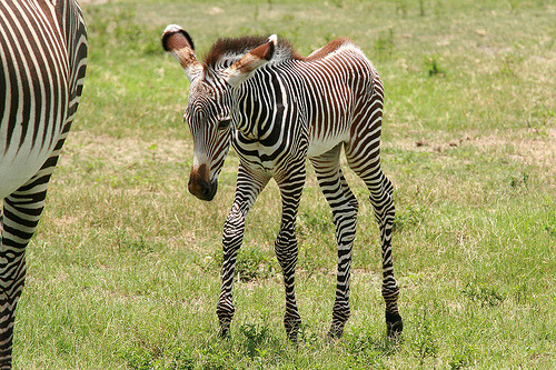 Grevy&rsquo;s Zebra Foal (Equus grevyi)