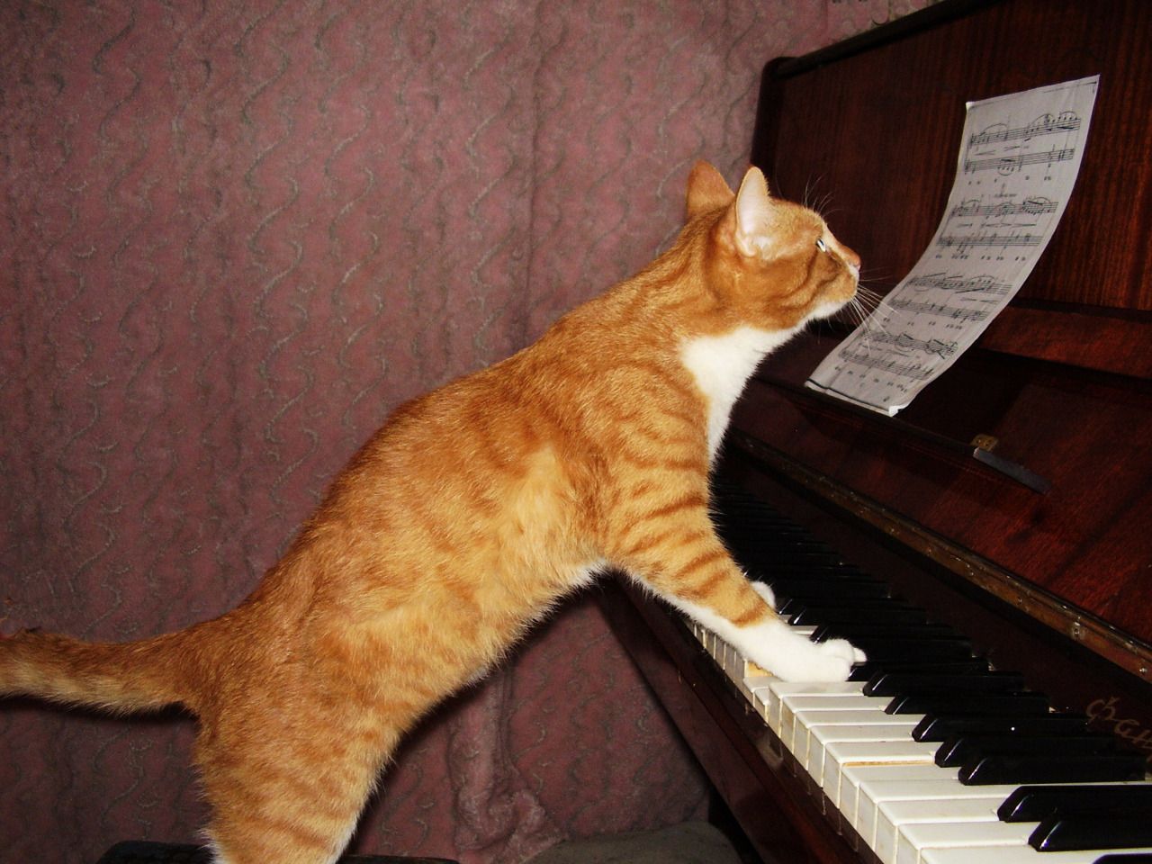 mostlycatsmostly:
“ (via super-foto-666)
”
“There are two means of refuge from the miseries of life: music and cats.” - Albert Schweitzer