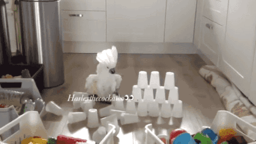 gifsboom:  Video: Harley the Cockatoo Hates Cup Towers
