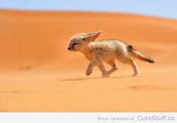 cute-overload:  Fennec Foxes Are Really Cutehttp://cute-overload.tumblr.com 