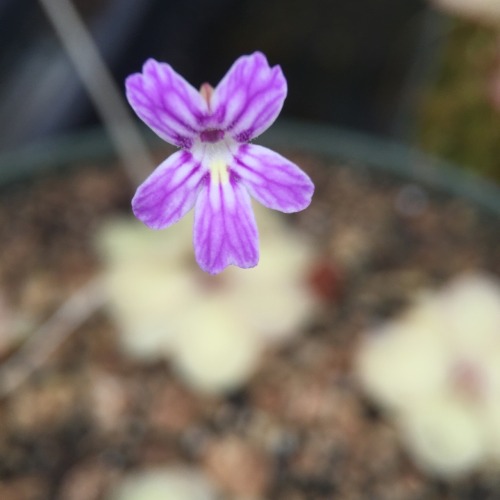 This is actually one of the smaller Pinguicula flowers; it may not be as big as the other ones but i