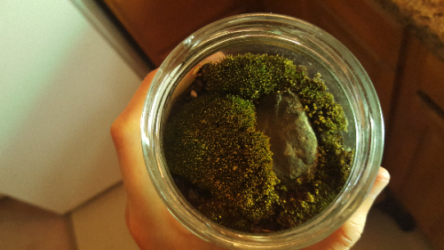 Hey, does anybody out there grow moss? Mossblr, you there? I’m bad at it and I always seem to make i