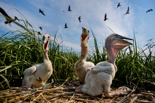 dendroica:Brown pelican chicks squawk in their nest in the middle of a colony on an uninhabited mars