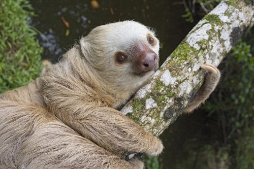 theydieholdinghands: these are my favorite pictures of baby sloths ok