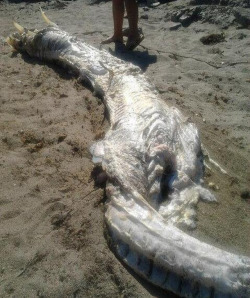 odditiesoflife:  Unidentified “Horned Sea Monster” Washes Ashore in Spain A mysterious sea creature featuring what appear to be horns on its head was discovered in the advanced stages of decomposition along the shoreline of Luis Siret Beach in Villaricos,