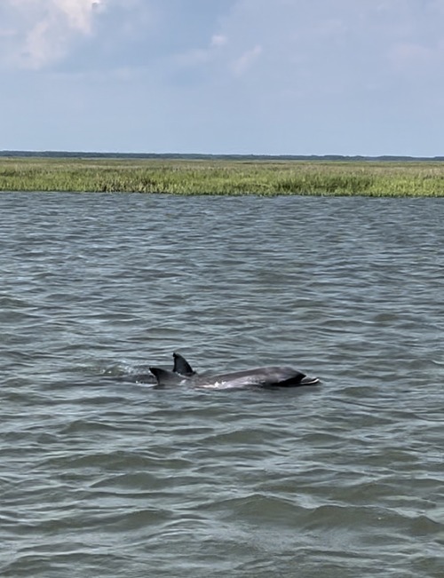There Is Rarely A Day Out On The Water In McClellanville That I Do Not See A Few Pods Of Dolphins. This