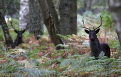 celtic-forest-faerie:  {Two Black Stags} by {Kip Loades}  Black Stags (also known as Noir Elk; females are referred to as Black Doe) are large dark furred deer indigenous to the Leurecht Region of Hollen. They are tough game due to their agility