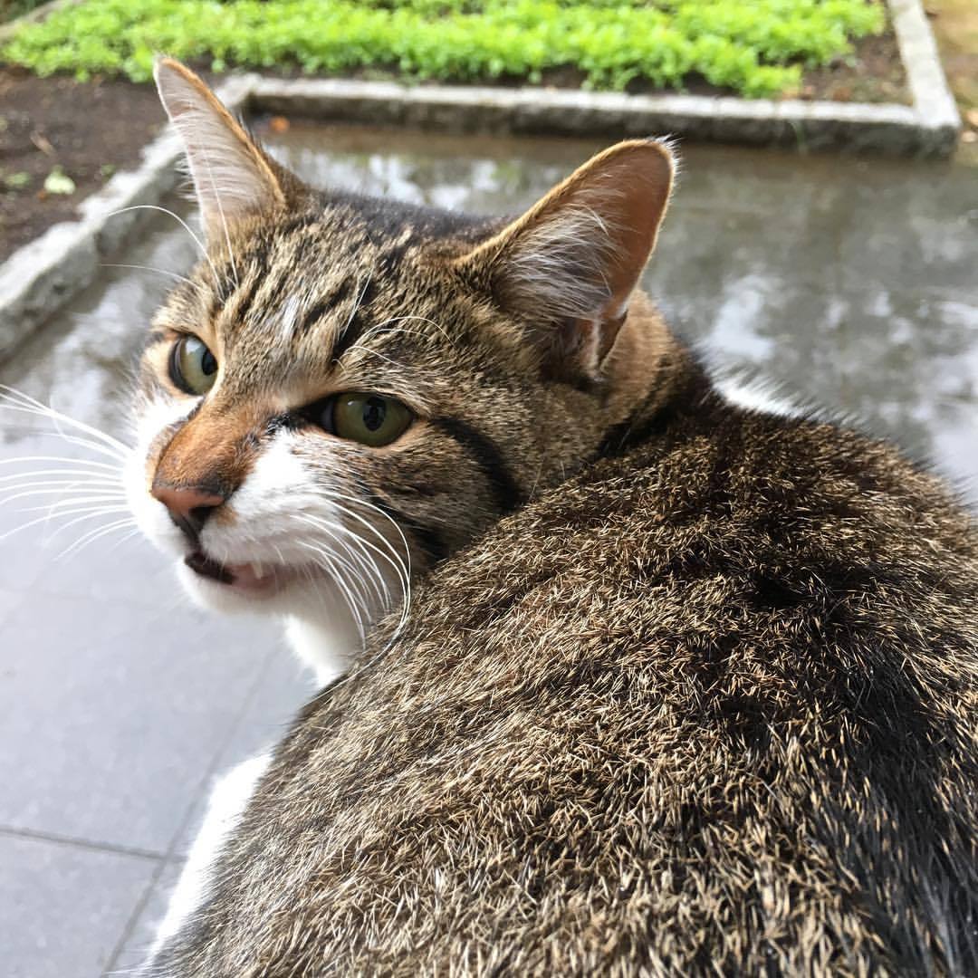 biwakaba:  雨やめて 19 November 2017