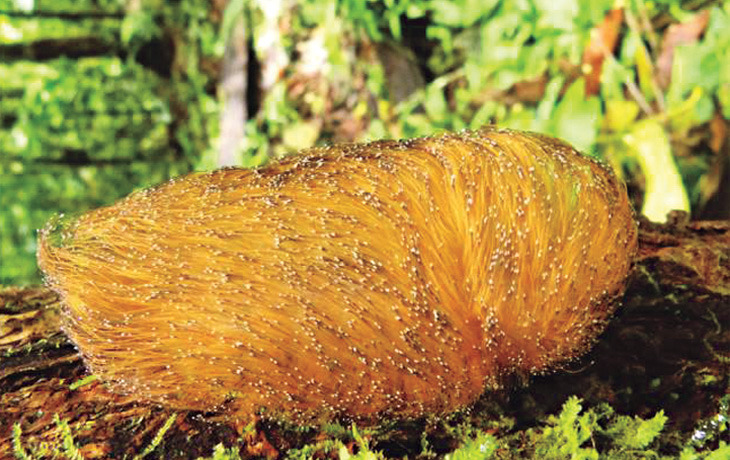 sixpenceee:  The Cinereous Mourner is a bird that mimics a toxic caterpillar when