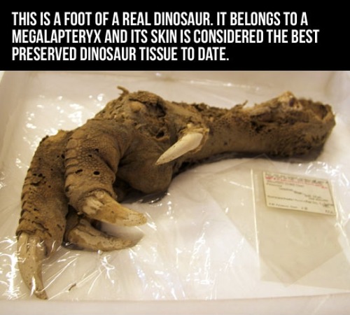 itsjustaginger: shockabsorbant: nossidami: This is a real dinosaur foot. It still amazes me that the