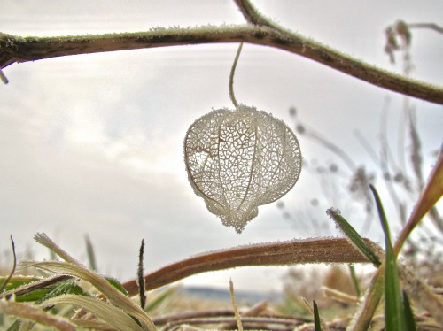 Physalis in January.