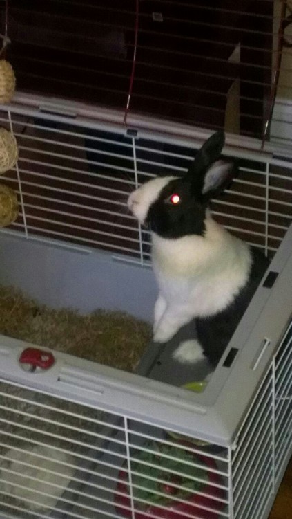 Our new bunny, adopted earlier in the week. He&rsquo;s cute as all hell!