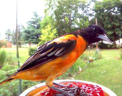 ostdrossel:Baltimore Orioles at various ages. (I am aware that the babies have their feet in the jel