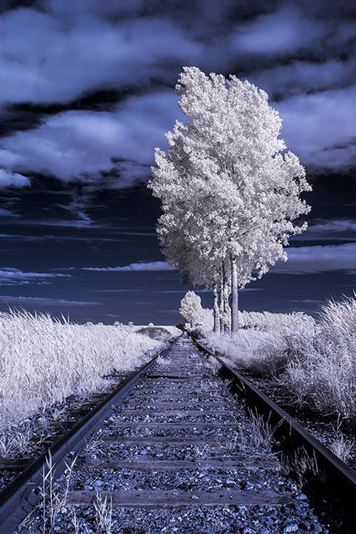 Tracks ~ By Sus Bogaerts