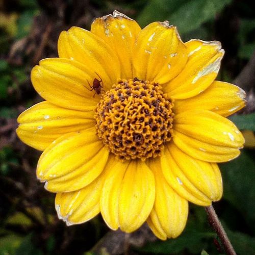 This little guy is still exploring. #insect #bug #beetle #brown #yellow #novemberflowers #november #