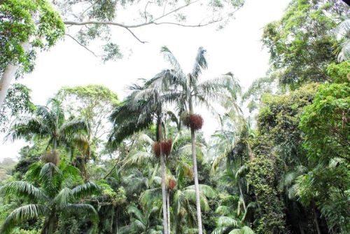 oceaniatropics: mount tamborine rainforest skywalk, SE Queensland, Australia