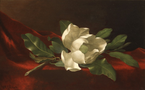 slam-american:  Magnolia, Martin Johnson Heade, c.1885–95, Saint Louis Art Museum: American Arthttps://www.slam.org/collection/objects/15679/