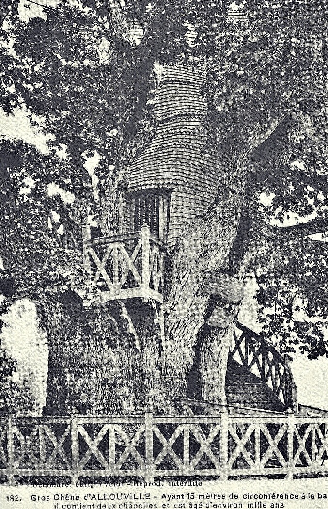 Gros chêne d'Allouville, Seine-Maritime, adult photos