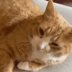 Cat Stimboard With Paws And Food!!