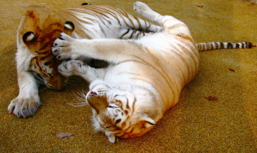 golden tabby tiger