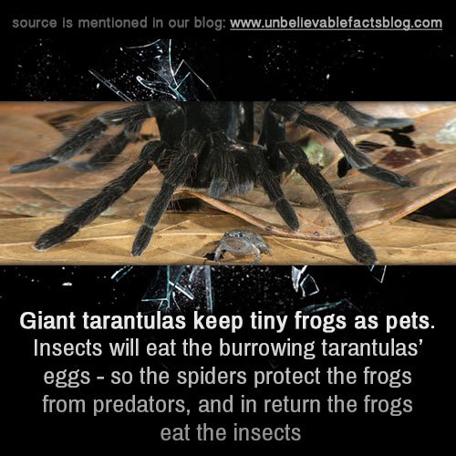 Sex unbelievable-facts:  Giant tarantulas keep pictures