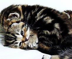 magalinamegg:   accio-xiuhan-deactivated2014081:  anon requested: xiuhan and kittens
