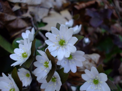 uswildflowers:uswildflowers:Hepatica americanaPlease check out our website here: http://lakesideende