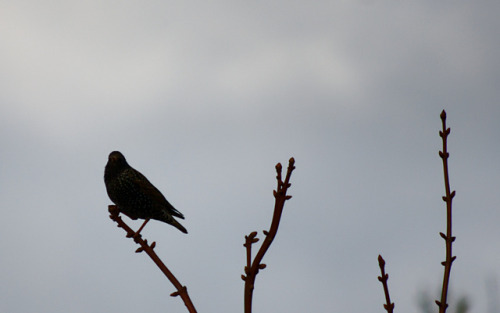 Common Starling, 12/03/17