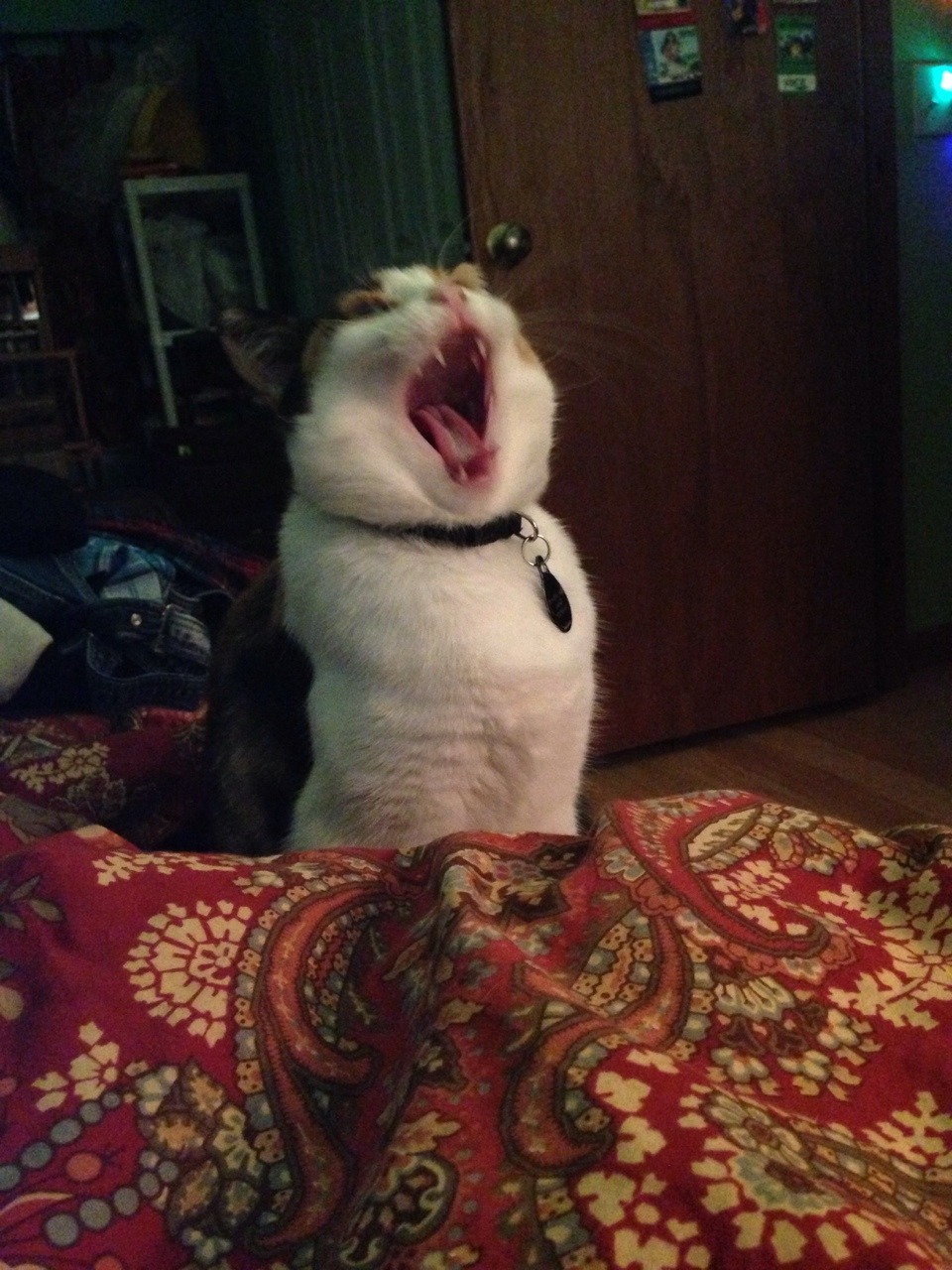 unimpressedcats:aceshimaru: [screaming cat noise]   AAAAAAAAAWWWWWAHHHHHHHHHHHGGGHGHHGGHHHHHHHHHH