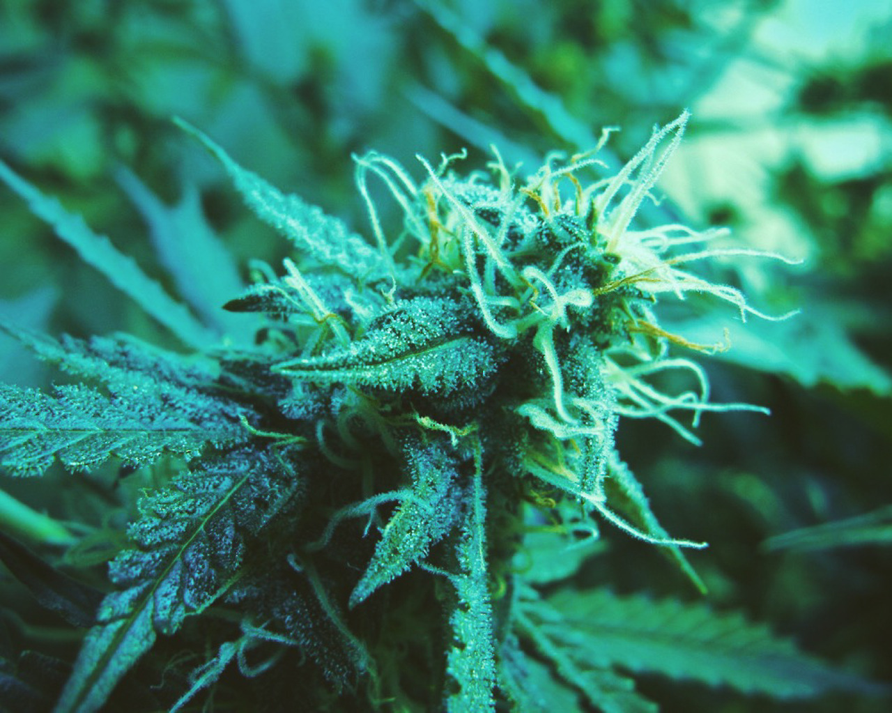 smkbrk:🌲 how high? 🚀