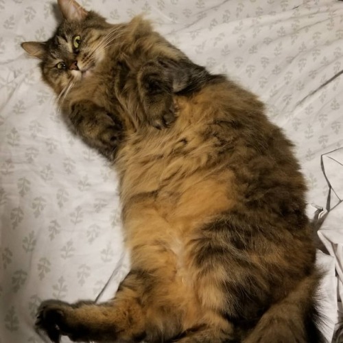 This is Zandy. I think she is at least part maine coon and she likes to be stretched out to show off
