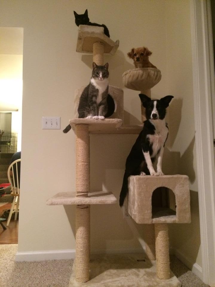 awwww-cute:  It rained cats and dogs and now a “cats and dogs” tree grew