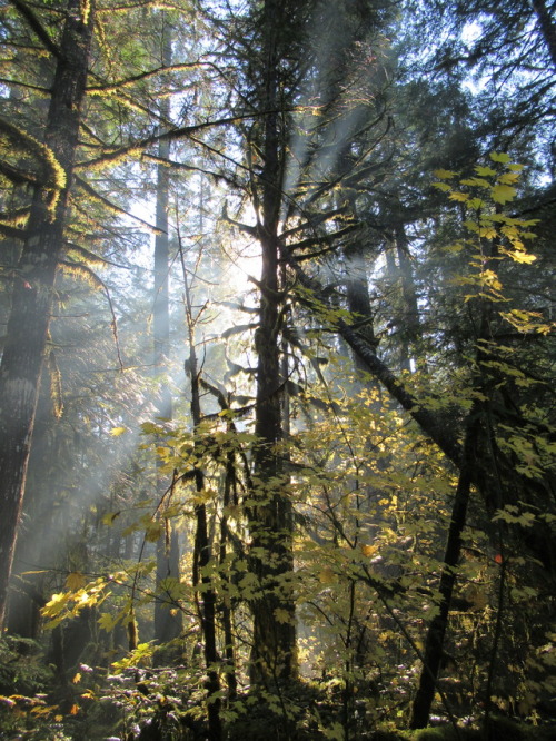 deanschlichting:Light, Willamette National Forest, Oregon USA 