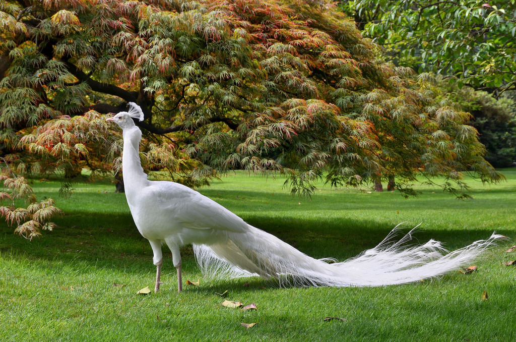 tulipnight:  A White Peacock by ladigue_99 