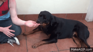 pangur-and-grim: themotherfuckingclickerkid:   Found a video from BrightDog academy dog training (idk anything about them) demonstrating the dog aggression ladder and the benefits of teaching bite inhibition. This is the trainer’s own dog. He purposefully